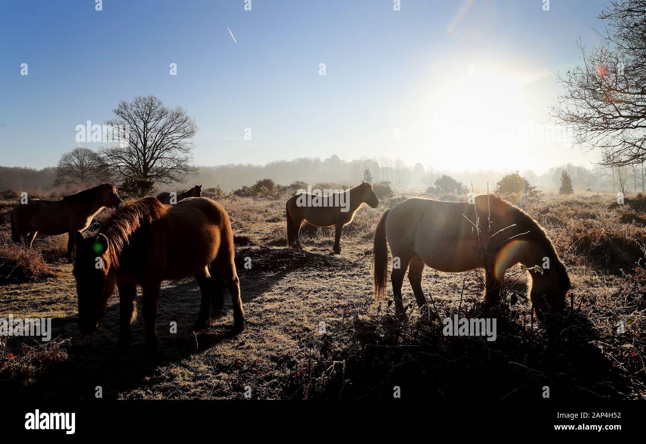 Konik Ponys grasen auf hothfield Heide in der Nähe von Ashford, Kent, nach einer Nacht Frost. Stockfoto