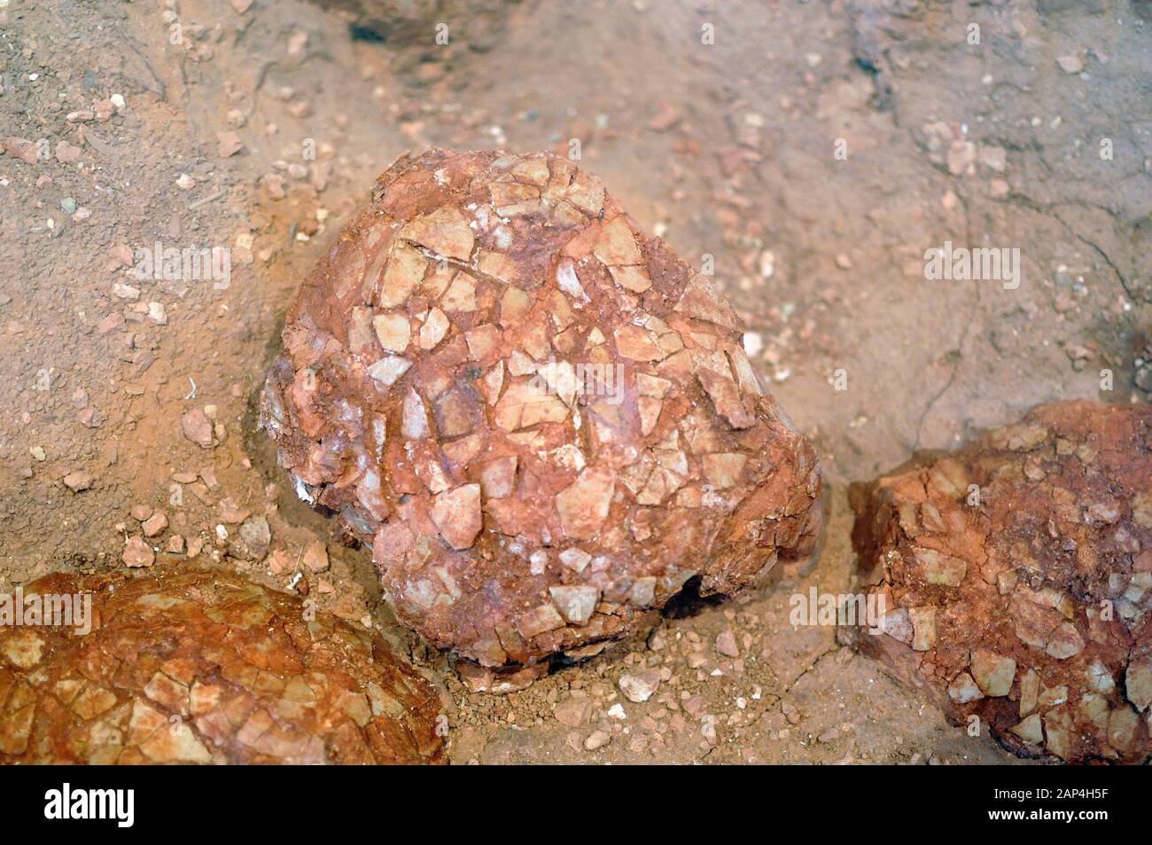 Dinosaurier eier -Fotos und -Bildmaterial in hoher Auflösung – Alamy