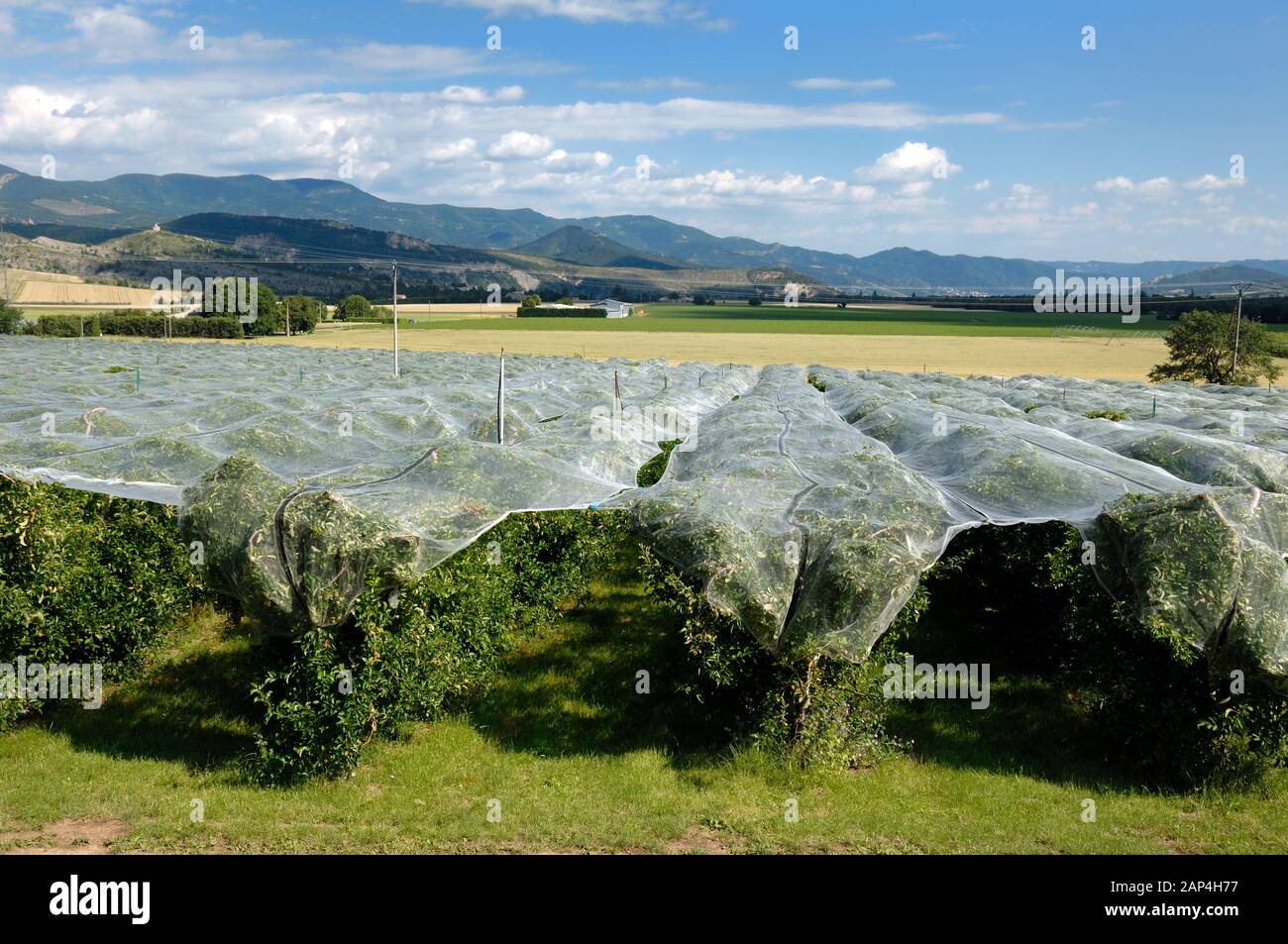 Pflanzenschutz oder Anti-Bird Verrechnung, die Apfelplantagen in der Nähe von Sisteron im Obstanbaugebiet auf das Tal der Durance Alpes-de-Haute-Provence, Frankreich Stockfoto