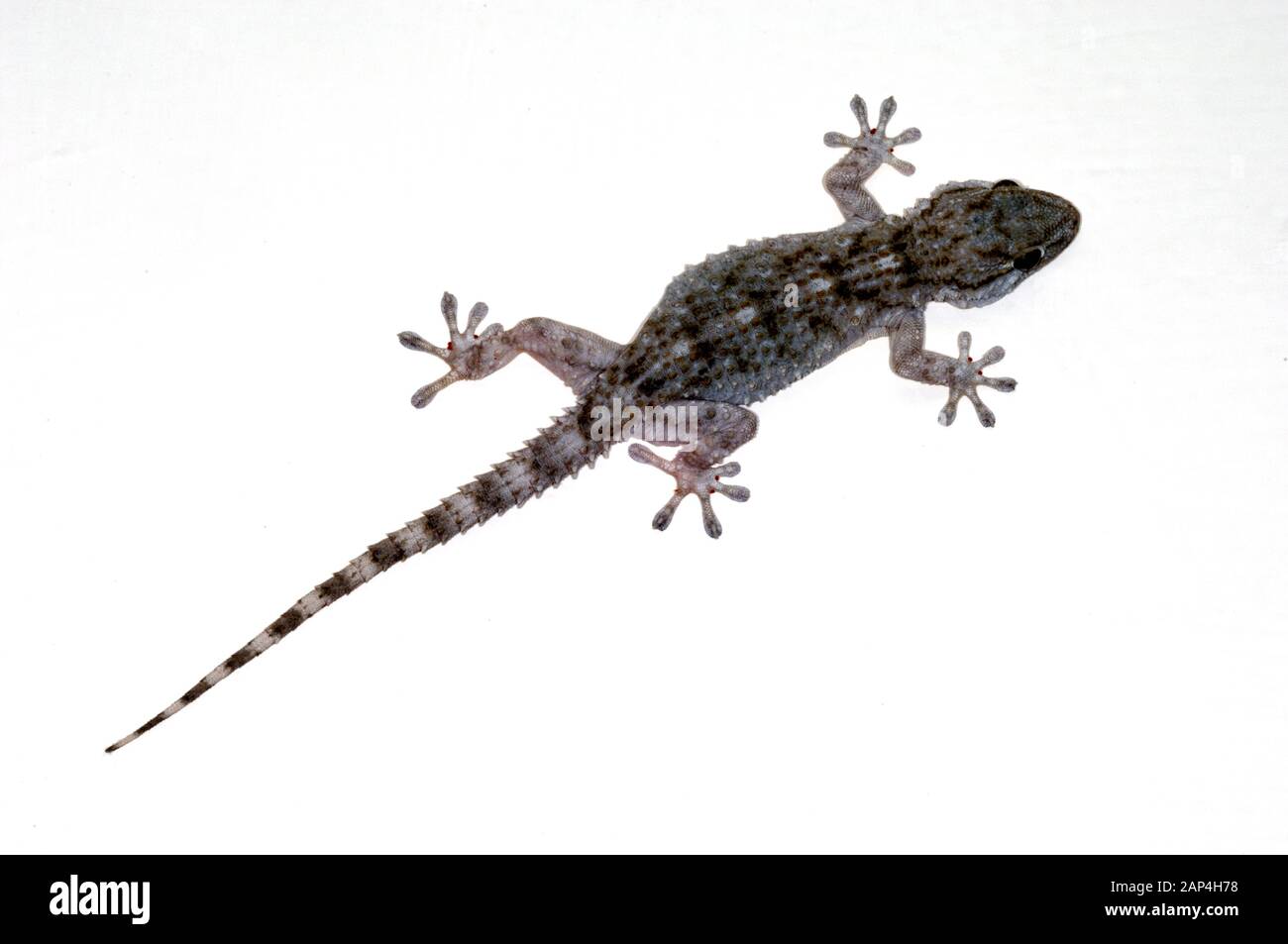 Gecko, Tarentola mauritanica maurischen, aka Gemeinsamen Wall Gecko, Gemeinsamen Europäischen Gecko, Krokodil Gecko, Salamanquesa oder Mauritanaca Gecko Stockfoto