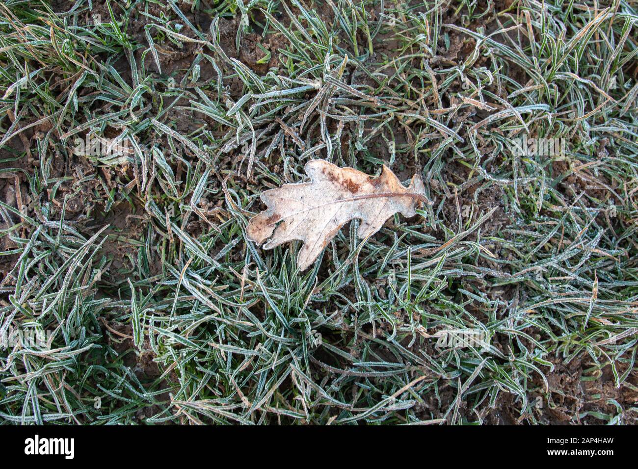 Blick auf ein frostbedecktes Blatt auf frostigen Gras, West Sussex, Großbritannien Stockfoto