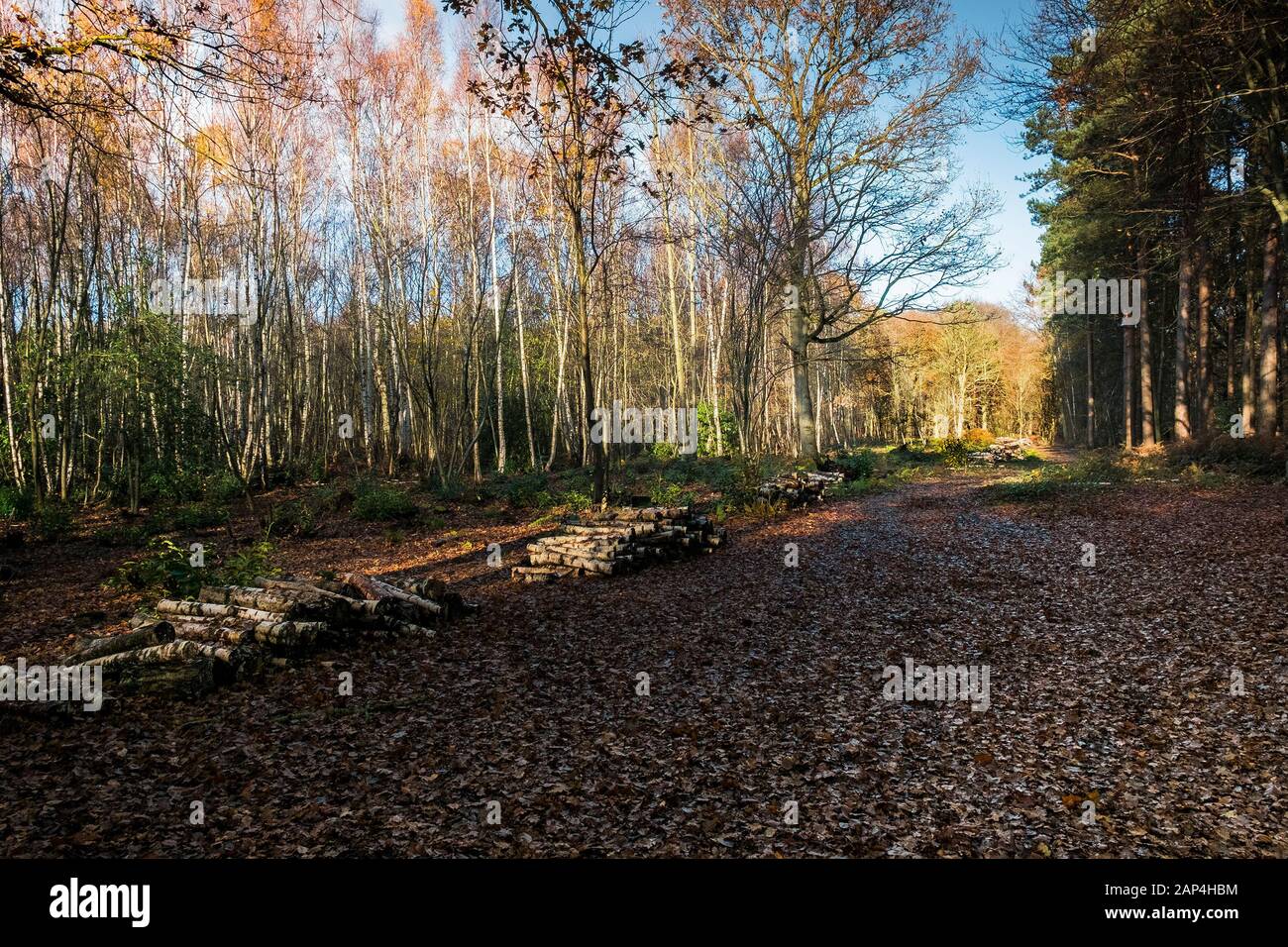 Stapel der Protokolle im Rahmen der Waldbewirtschaftung und die Eröffnung neuer Wege in Thorndon Park in Brentwood, Essex, an. Stockfoto