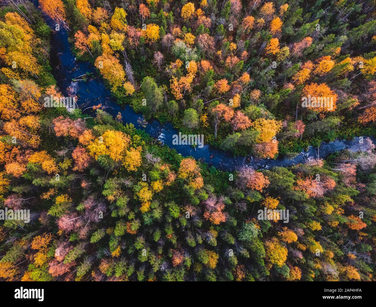 Herbstwald mit gelben und roten Bäumen und blauem Flussblick Stockfoto
