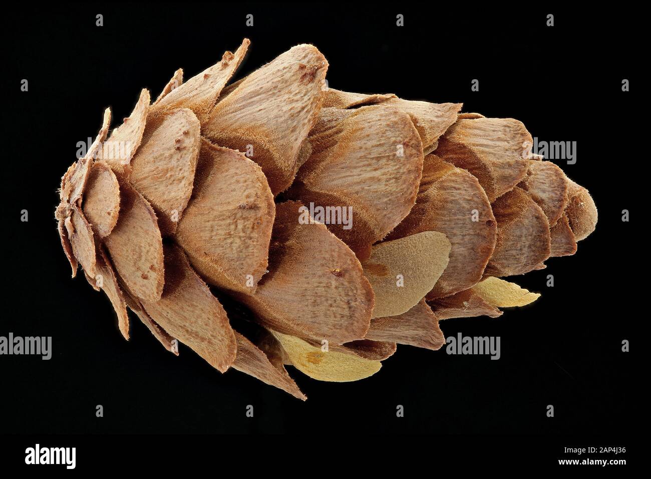 Tsuga canadensis, Osthemlock, Kanadische Hemlocktanne, Nahaufnahme, Kegel Stockfoto