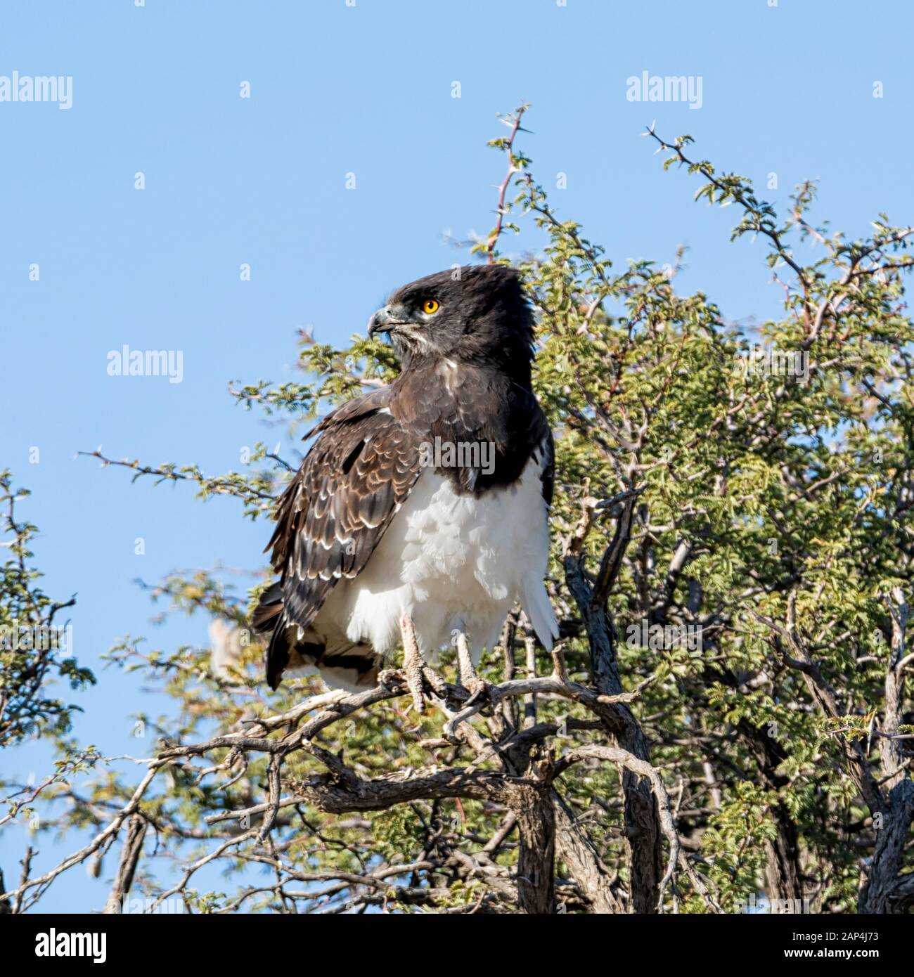 Ein Schwarzer Snake Eagle thront in einem Baum in der südafrikanischen Savanne Stockfoto