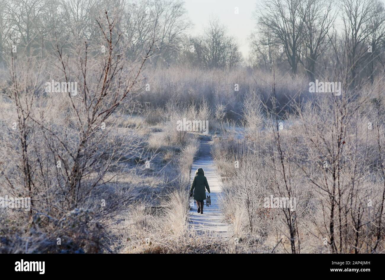 Eine Frau geht mit ihrem Hund auf hothfield Heide in der Nähe von Ashford, Kent, nach einer Nacht Frost. Stockfoto
