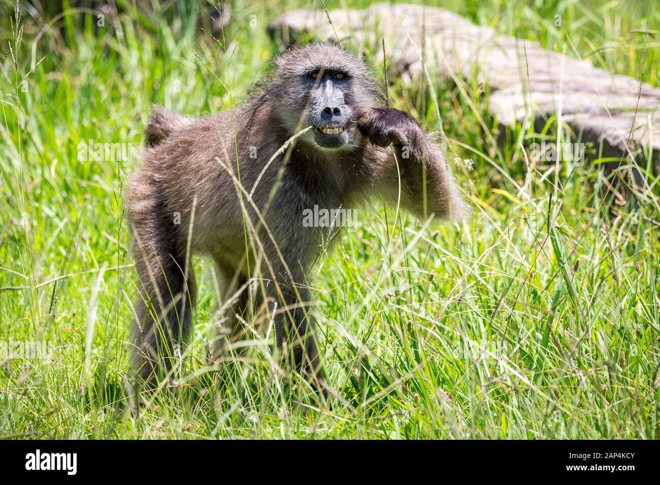 Pavian einen Grashalm Greifen mit der Hand und Essen im oberen Teil des es, Südafrika Stockfoto