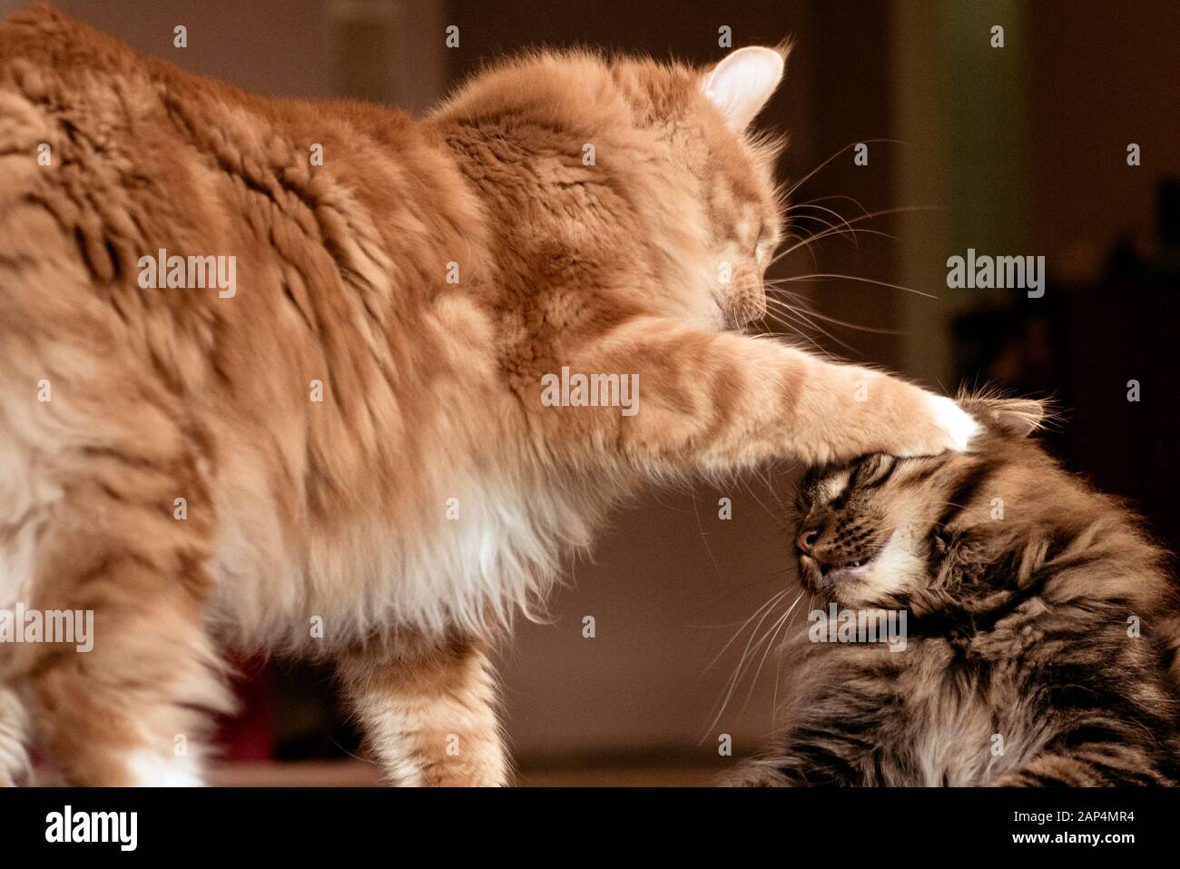 Zwei Kurilian Bobtail Katzen spielen Stockfoto