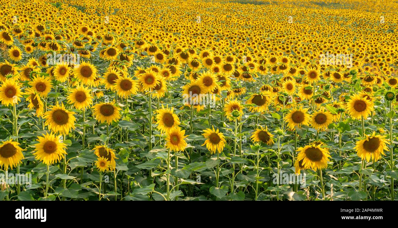 Gelbe Sonnenblumen Wiese.landwirtschaftliches Konzept mit gelben Sonnenblumen. Stockfoto