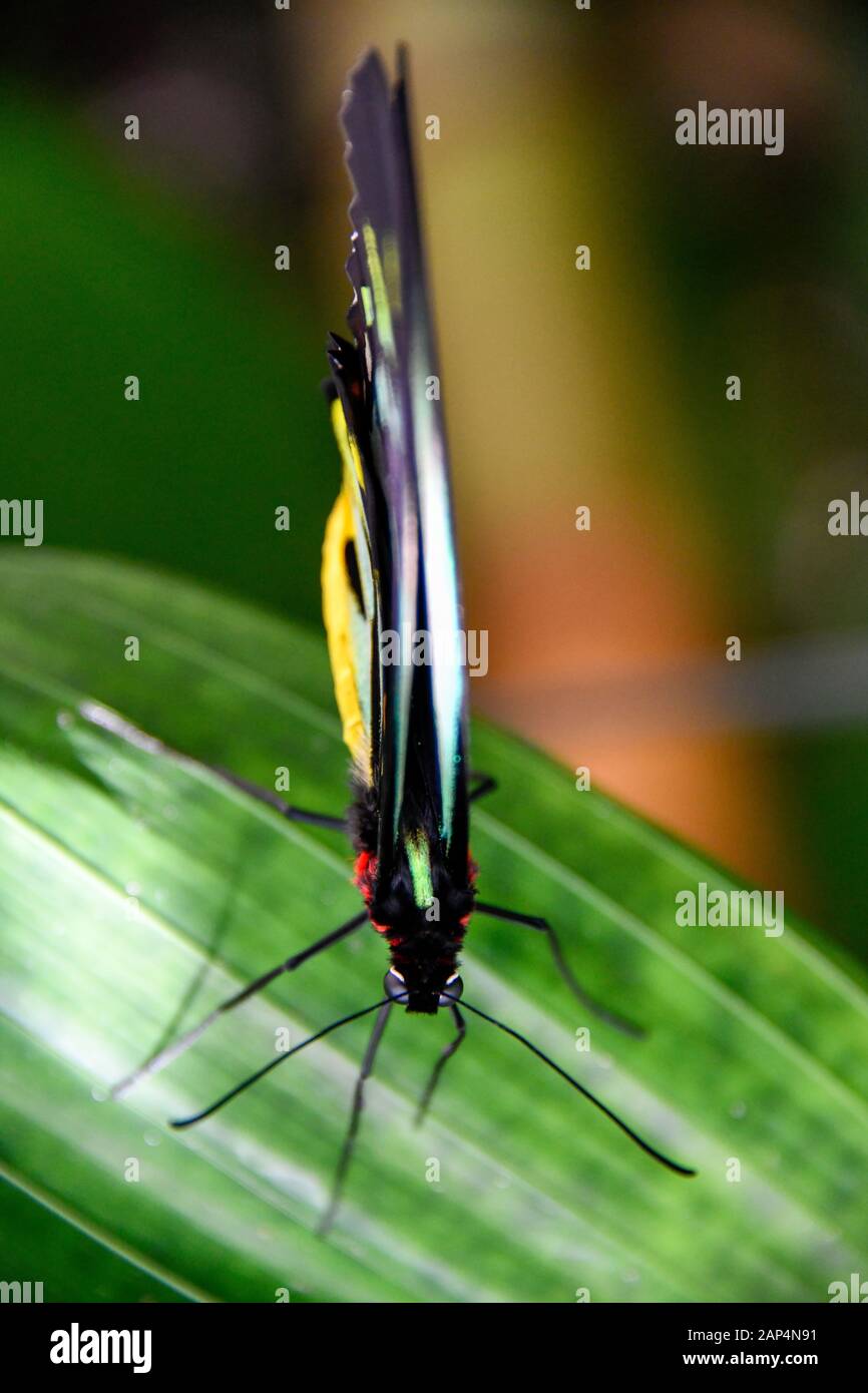 Cairns Birdwing Butterfly, Ornithoptera Euphorion - Große Schöne Farbenfrohe Helle tropische australische Schmetterlings-Nahaufnahme Stockfoto