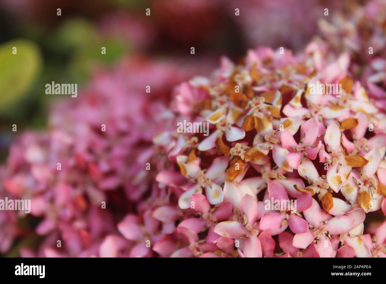 Blumen im Garten Stockfoto