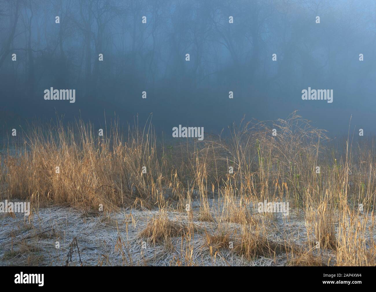 Winterpflanzen mit Frost und Nebel, Cotswolds, England Stockfoto