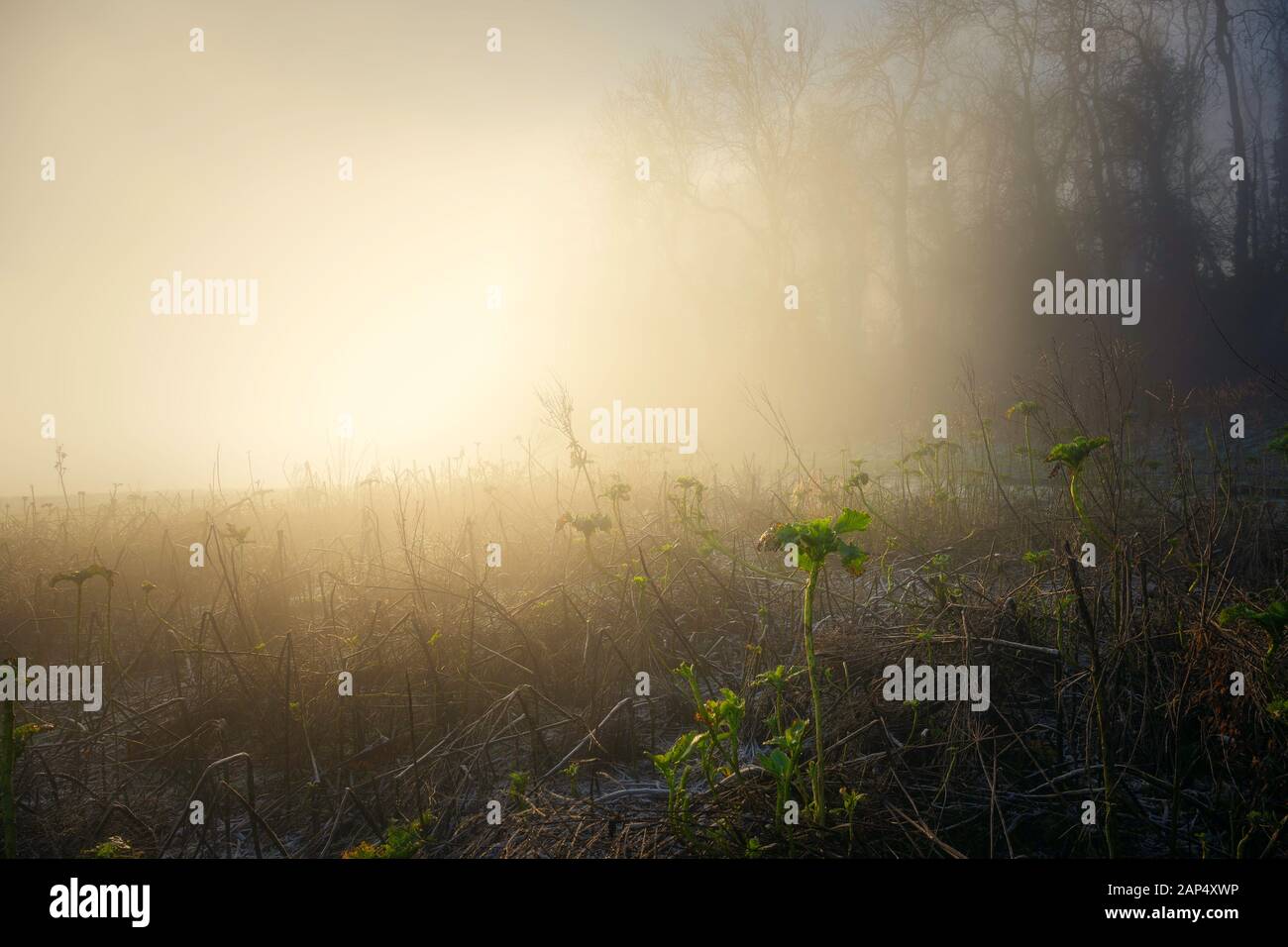 Bauernanbau im Winter, Cotswolds, England Stockfoto