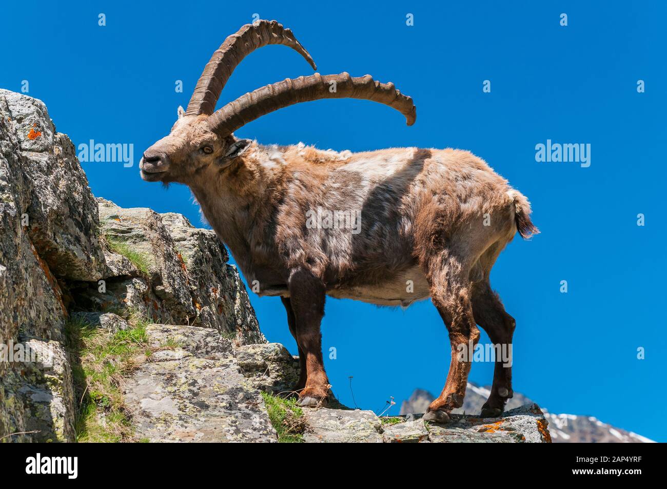 Alpensteinbock oder Capra ibex, Nationalpark Gran Paradiso, Aostatal, Italien Stockfoto