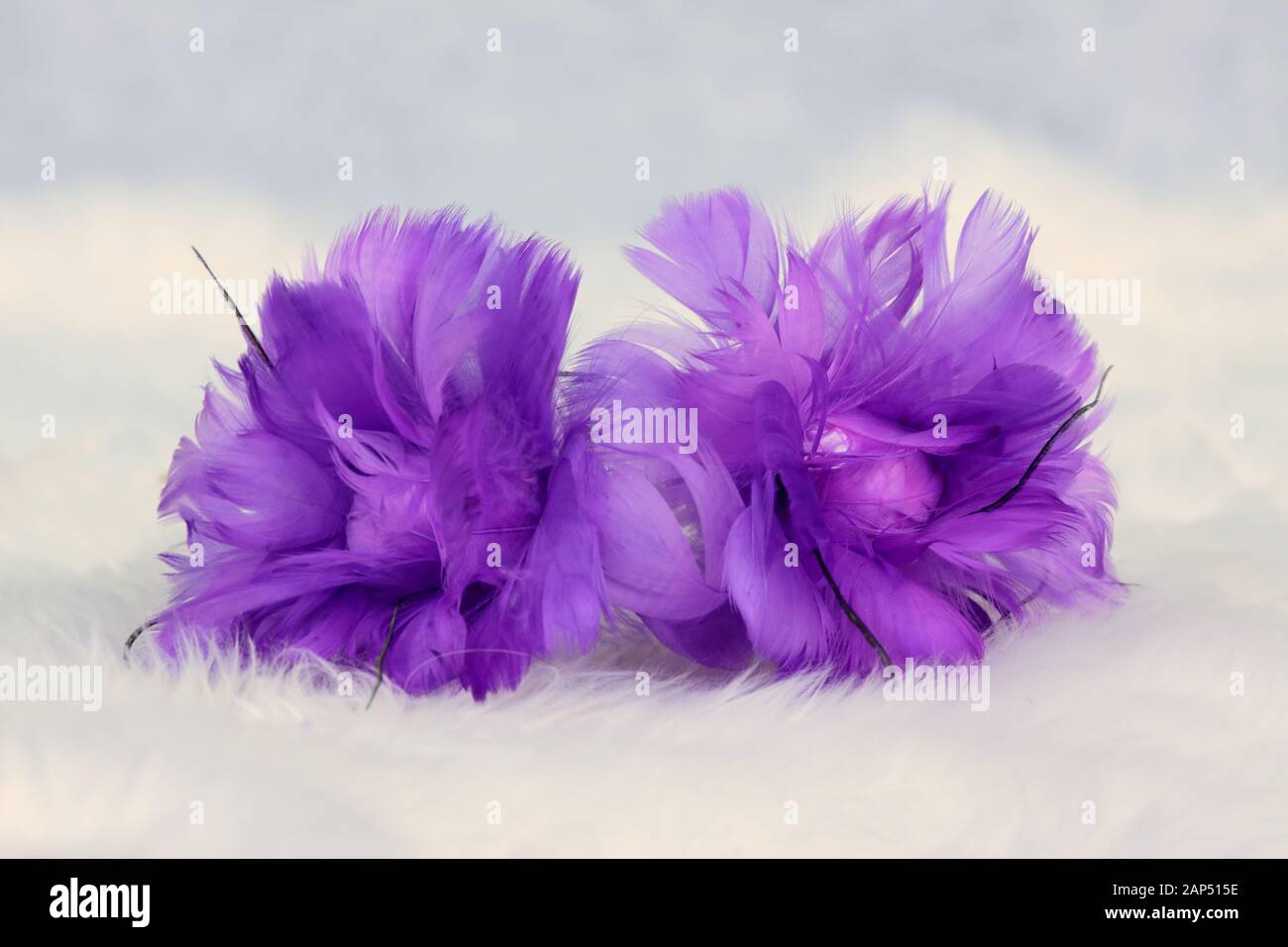 Zwei schöne lila Blüten aus Federn auf ein Schaf Haut Stockfoto