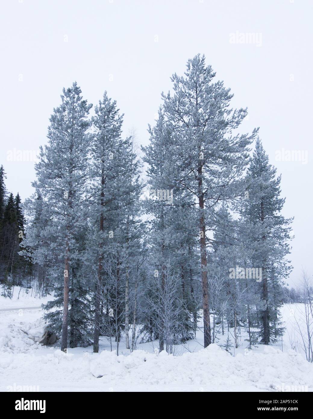 Frostiger und eisiger Morgen in der Landschaft Finnlands, Ruka Stockfoto