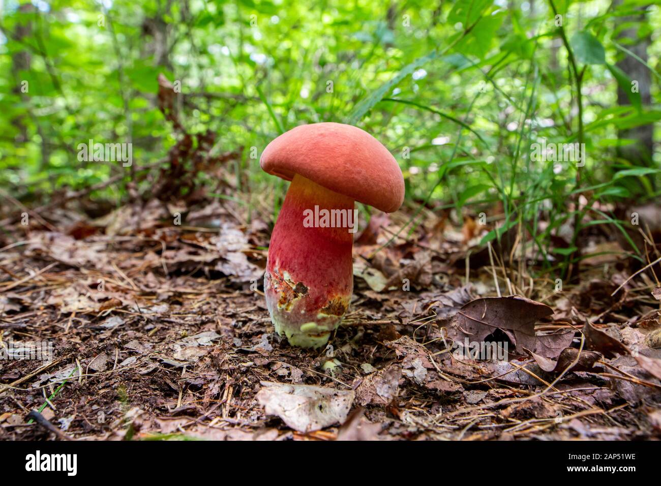 Roter Pilz im Wald bei Steching Fork Falls, Tennessee Stockfoto
