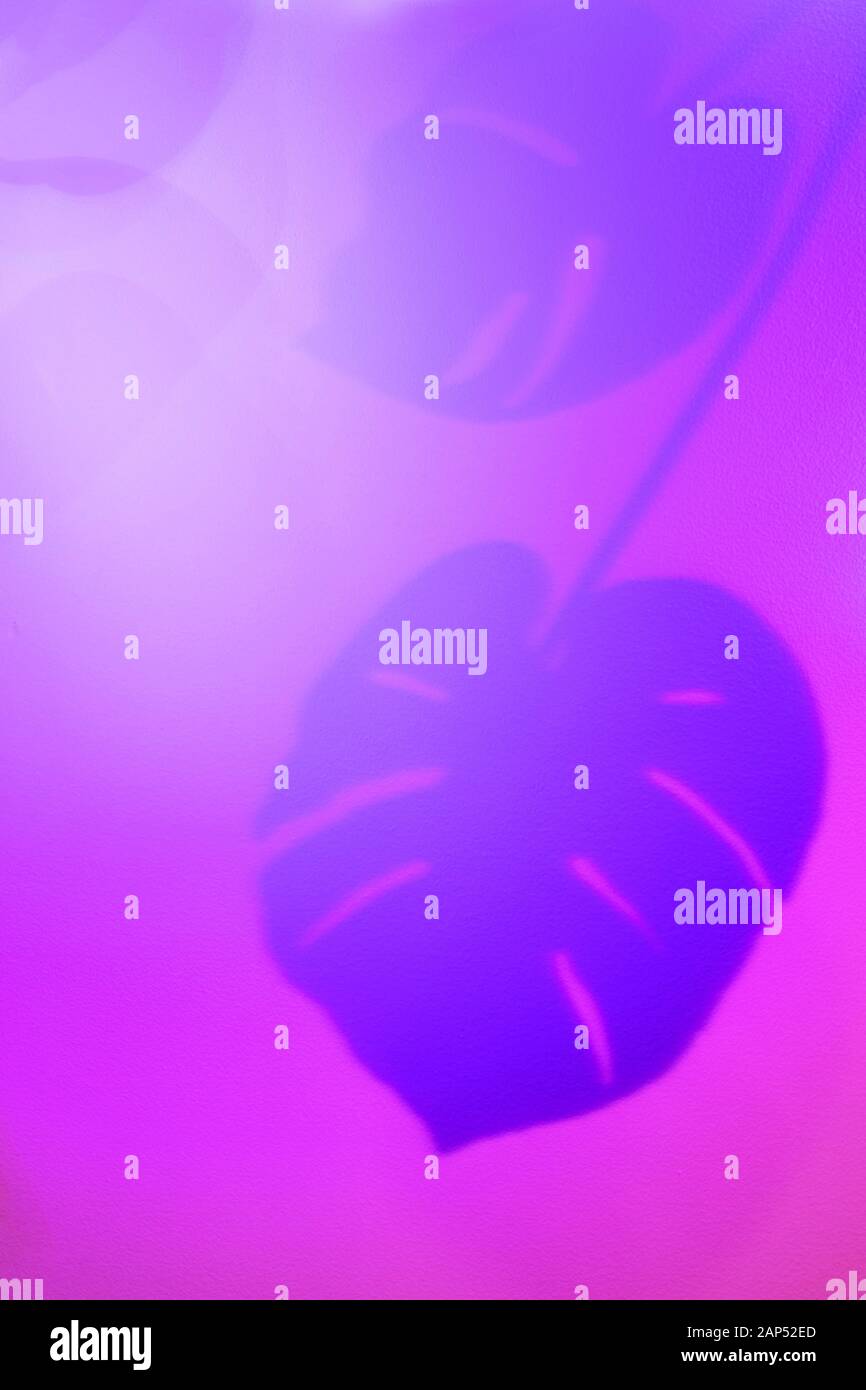 Schatten der monstera Blätter in lila violett und rosa Farben, Hintergrund. Stockfoto