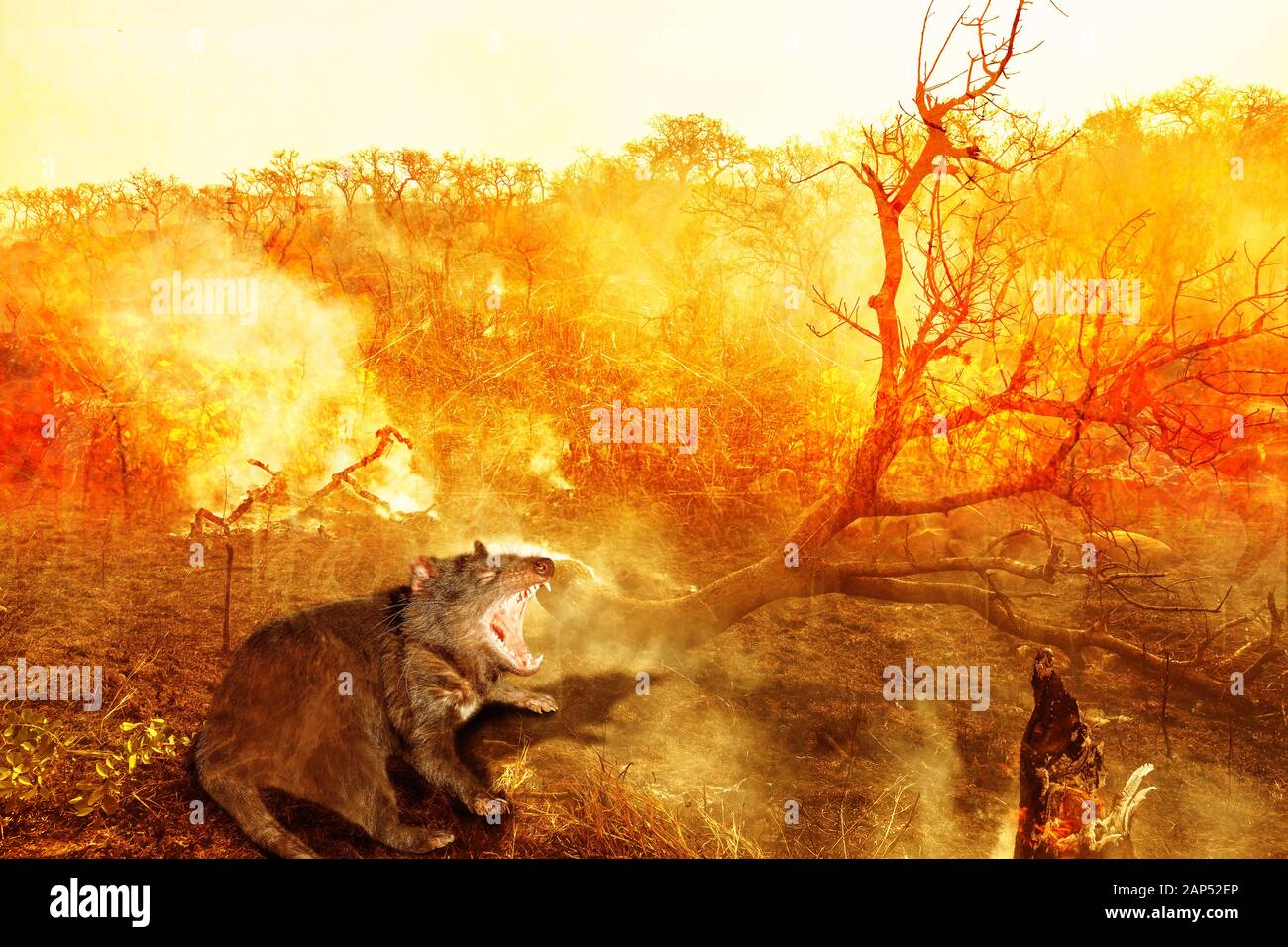 Die australische Tierwelt in Bushfire von Tasmanien. Tasmanische Teufel, der mit Feuer und Rauch auf den Hintergrund. Konzeptionelle: globale Erwärmung, Naturkatastrophen Stockfoto