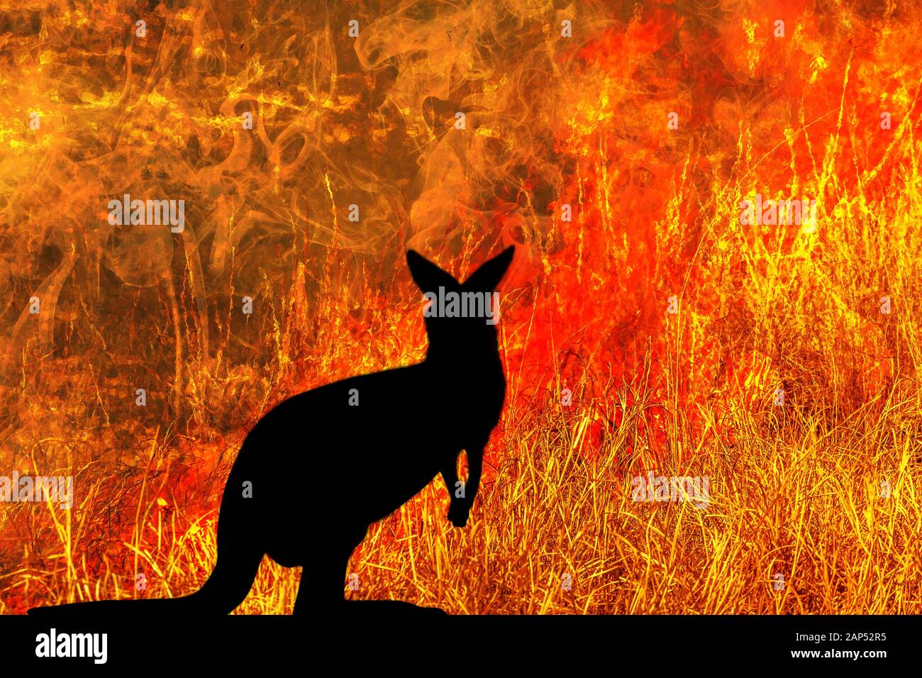 Kangaroo Silhouette auf der Suche nach einem Feuer in Australien Wälder. Die australische Tierwelt in Buschfeuer 2019 und 2020. Konzeptionelle: Speichern Sie die Kängurus, die die globale Erwärmung Stockfoto