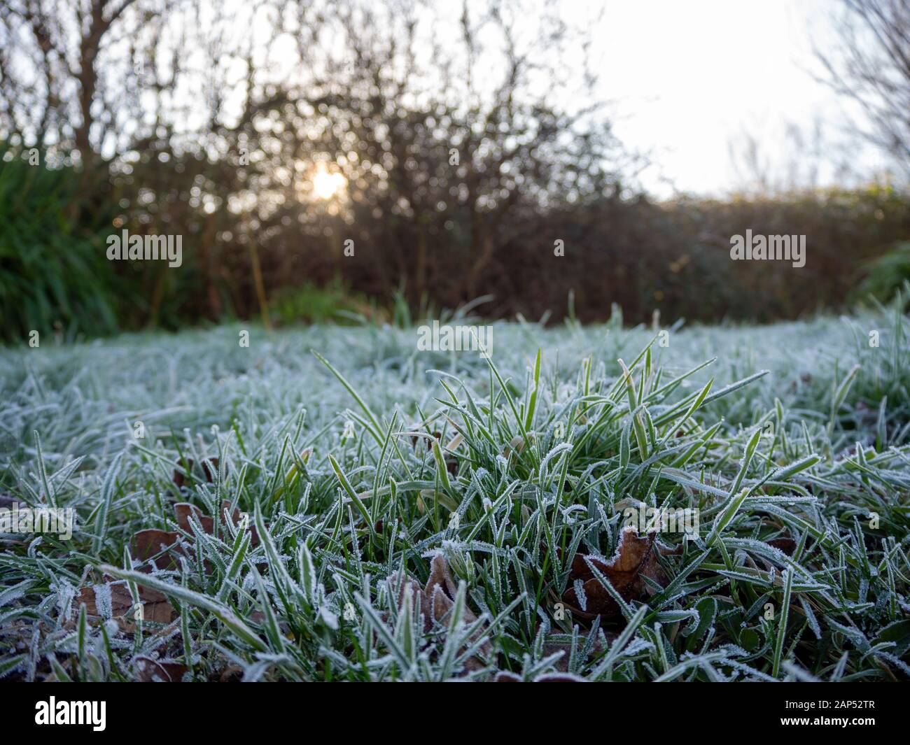 Frostiges Gras auf dem winterlichen, frischen, kalten und lebhaften Morgenspaziergang. Stockfoto