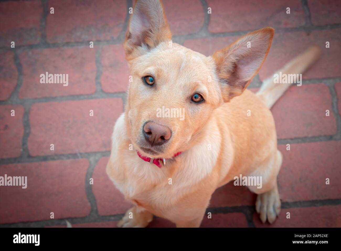 Alert gehorsam blass tan Hund mit rotem Kragen sitzend und mit hellen Augen und Ausdruck nach oben schauend Stockfoto