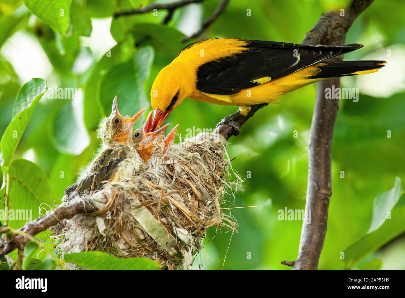 Gelbe goldene Oriole, die ihre Jungen im Sommer auf dem Nest füttert Stockfoto