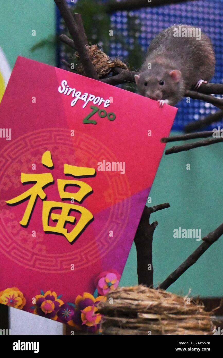 Singapur. 21 Jan, 2020. Ein dumbo Ratte ist mit dem chinesischen Zeichen "Fu", was bedeutet Glück, während einer Veranstaltung zum Jahr der Ratte in Singapur Zoo der Wildreservate Singapur (WRS) Jan. 21, 2020 Willkommen gesehen. Credit: Dann Chih Wey/Xinhua/Alamy leben Nachrichten Stockfoto