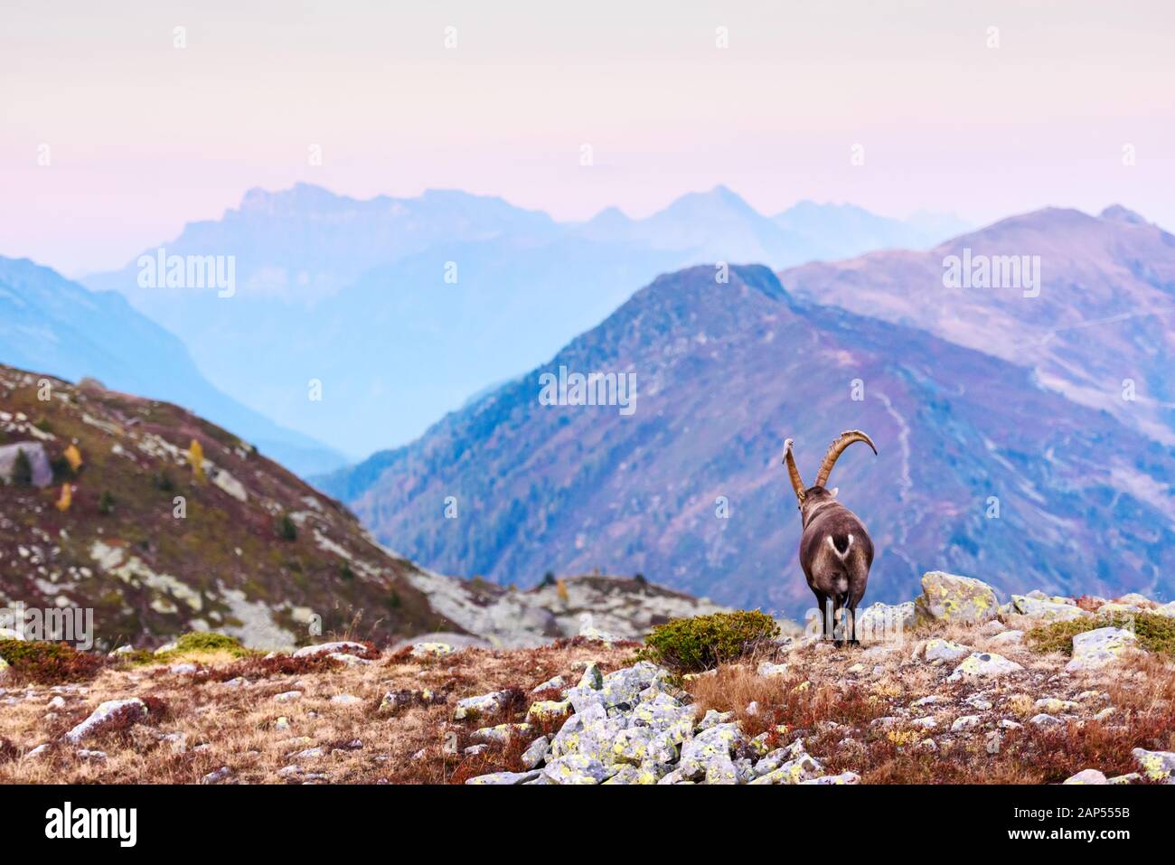 Alpine Carpa ibex (Ziege) in den französischen Alpen Stockfoto
