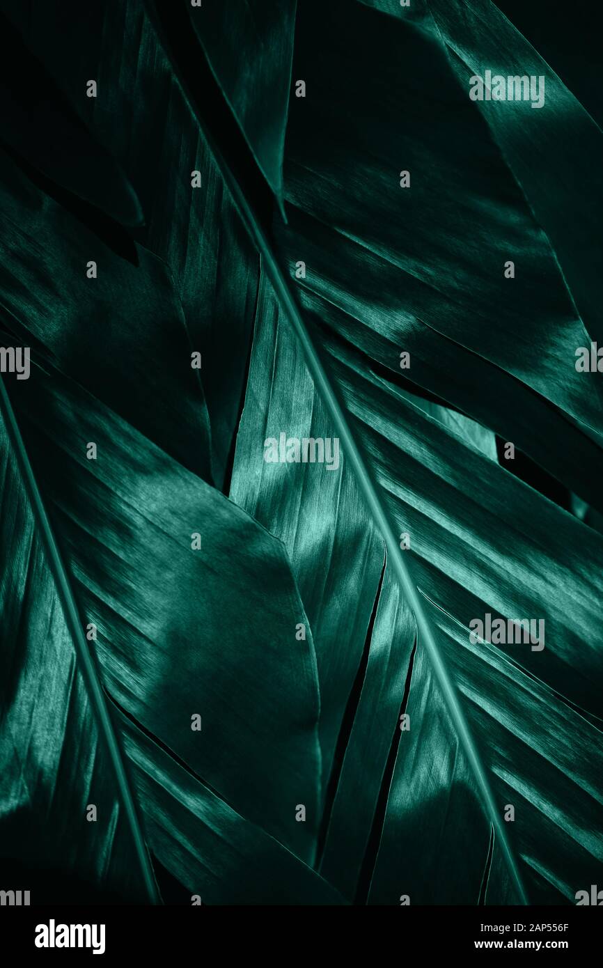 Kreative und Moody farbig Smaragd grünes Laub natürlichen Blumen Blatt Textur Hintergrund. Stockfoto