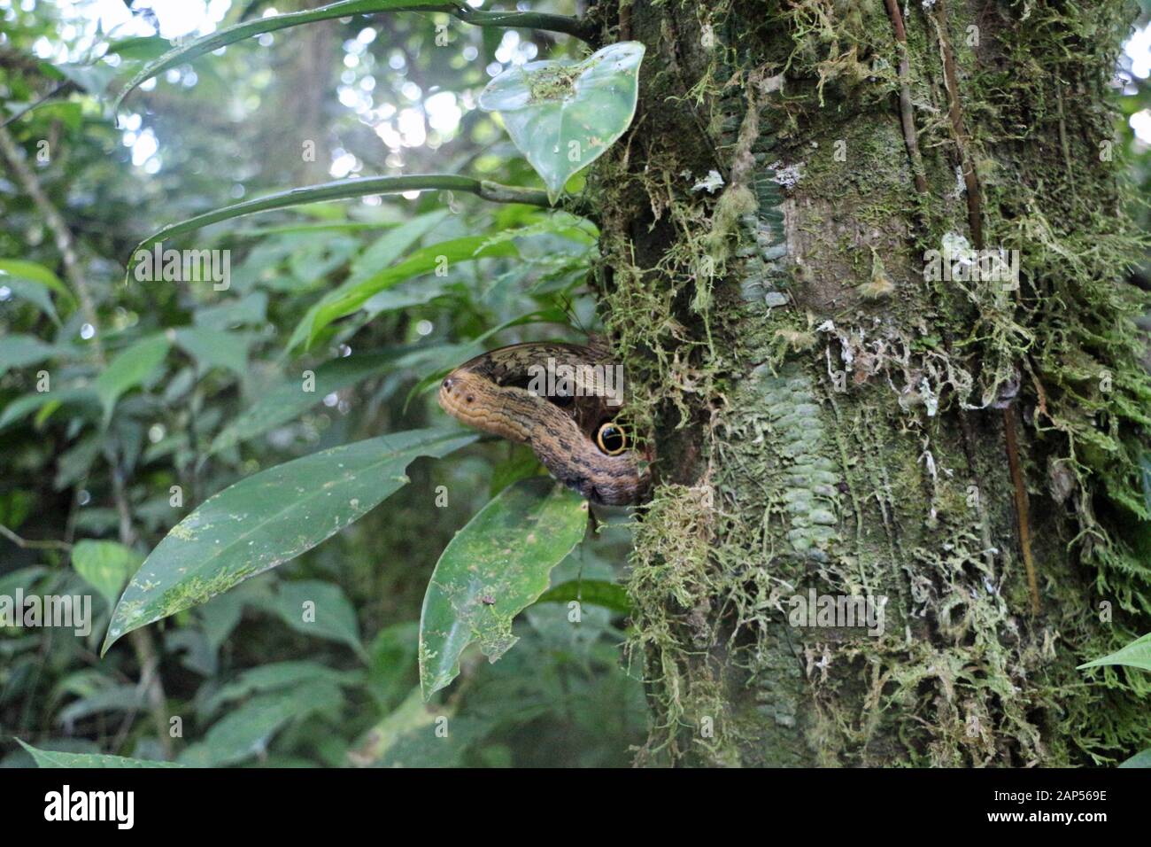 Große Schmetterling mit Augen auf seine Flügel auf einen Baum im Regenwald von Ecuador Stockfoto