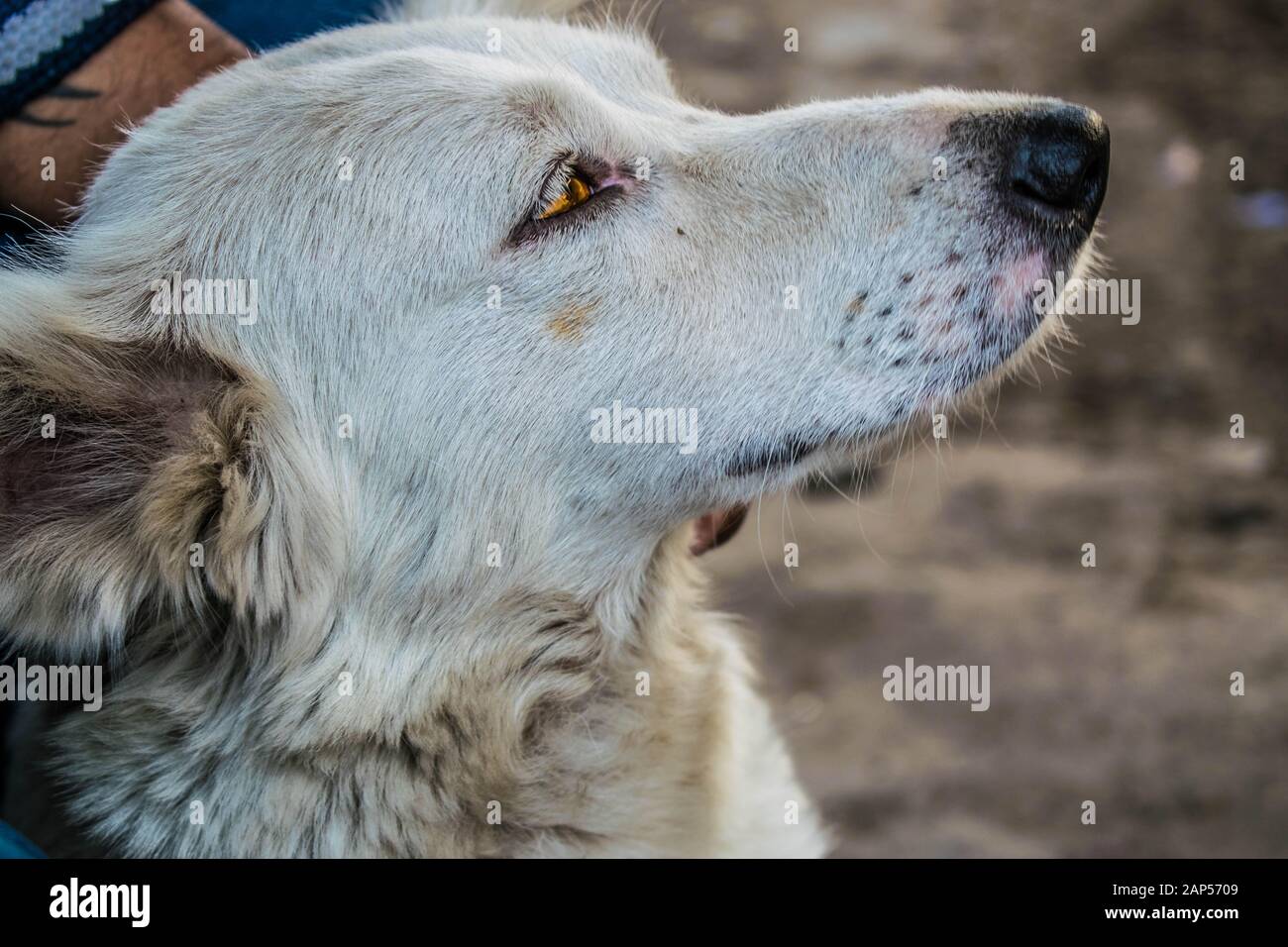 Ein wunderschöner Straßenhund mit unschuldigem Gesicht, der ständig mit seinen magischen Augen mit Essen in den Mittelpunkt gestellt wird. Er ist ein sehr freundlicher Hund und auch sehr liebevoll. Stockfoto