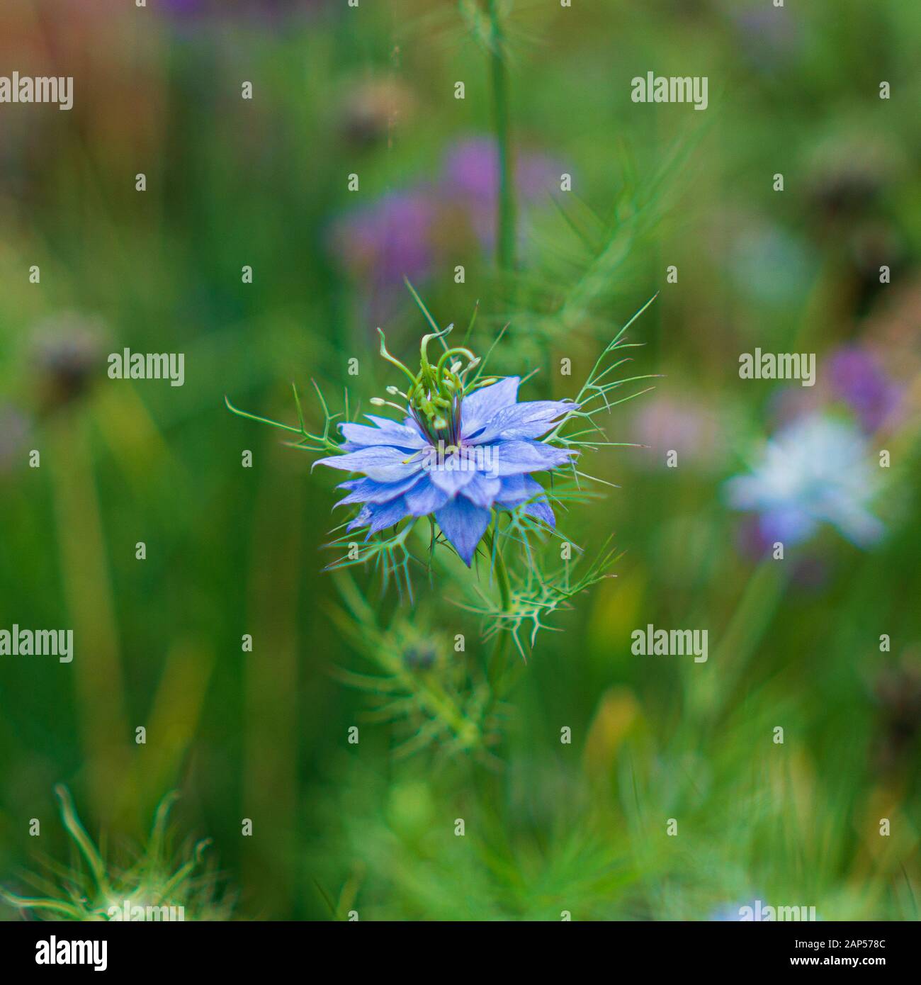 Einfarbige pastellblaue Blume der Liebe im Nebel (Nigella) Stockfoto