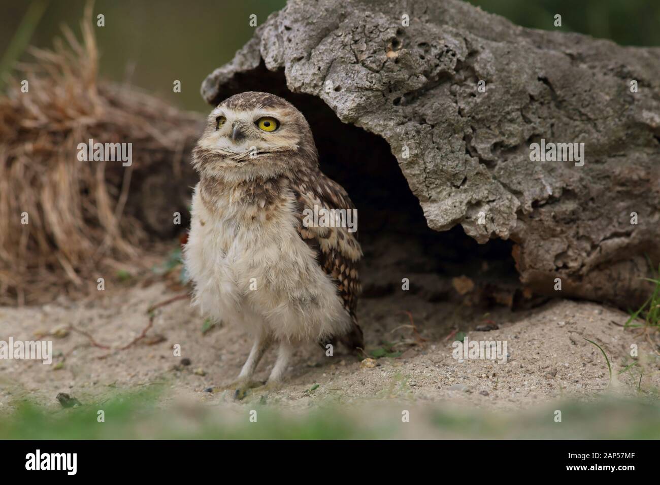 Gratende Eule auf dem Blick Vor Burrow II Stockfoto