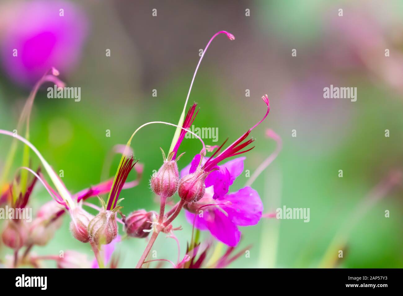 Leuchtende, rosafarbene Blumen, die sanft vor einem farbenfrohen Hintergrund ausgerichtet sind Stockfoto