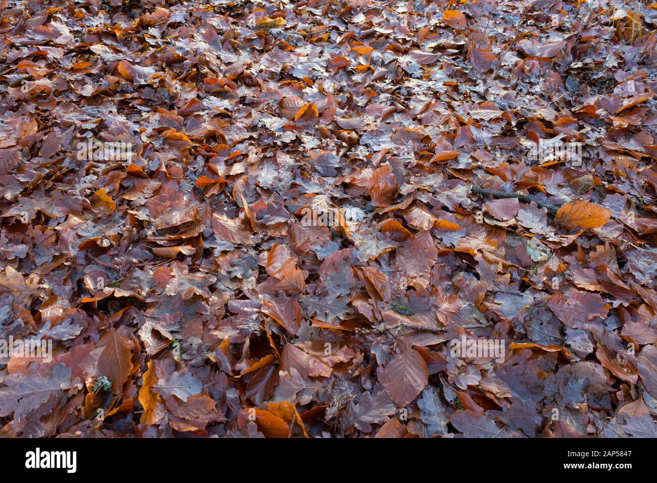 Nasse braune, gestürzte Blätter im Herbst schließen sich an Stockfoto