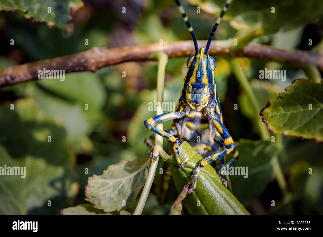 Aularches miliaris ist eine Monotypische grasshopper Arten der Gattung Aularches. Insekt hat durch eine Vielzahl von Namen einschließlich Kaffee Heuschrecke, gh genannt. Stockfoto