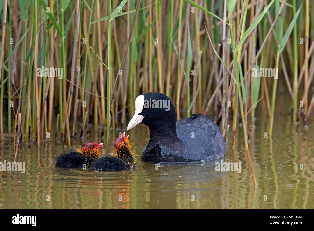 Eurasian coot/gemeinsame Blässhuhn (Fulica atra) zwei Küken zu betteln, beim Schwimmen im Teich im Frühjahr Stockfoto