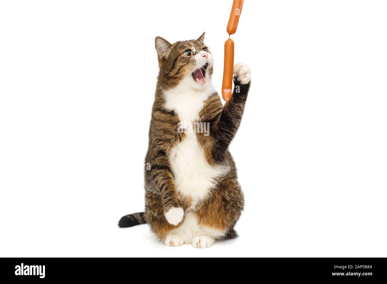 Graue Katze will Würstchen isoliert auf weißem Hintergrund fangen Stockfoto