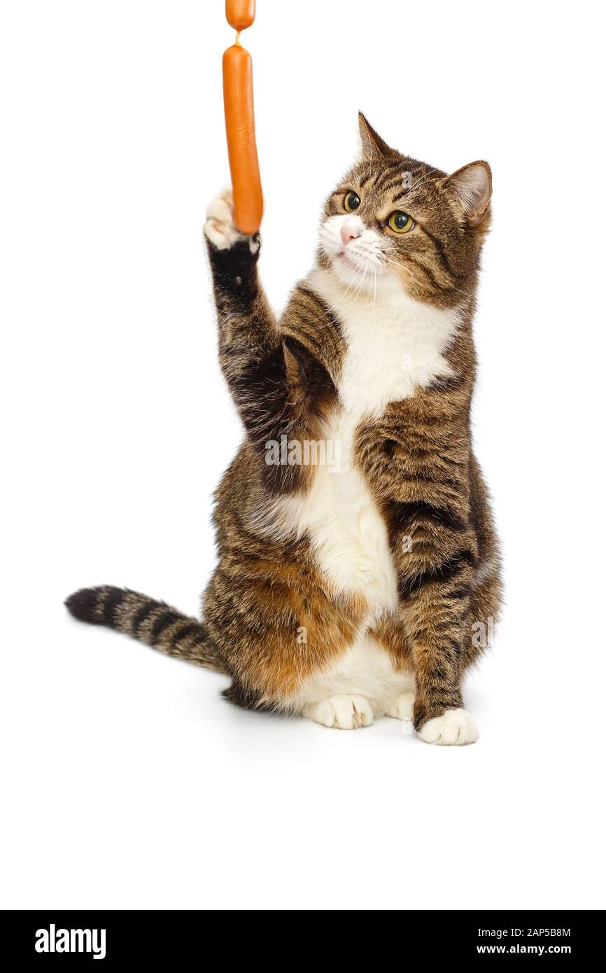 Graue Katze will Würstchen isoliert auf weißem Hintergrund fangen Stockfoto