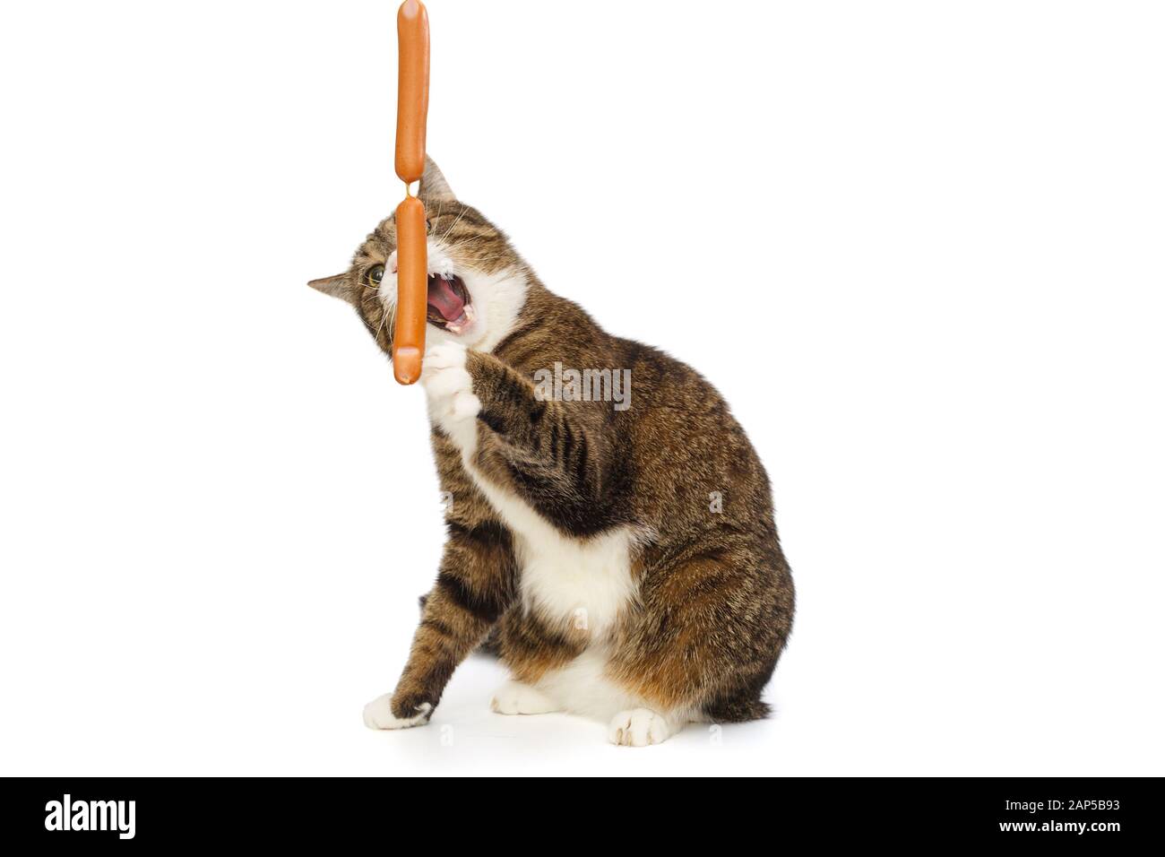 Graue Katze will Würstchen isoliert auf weißem Hintergrund fangen Stockfoto