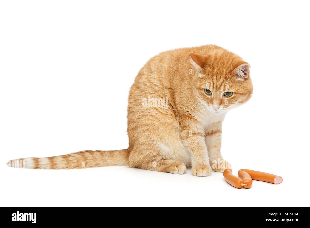 Rote Katze will Würste isoliert auf weißem Hintergrund fangen Stockfoto