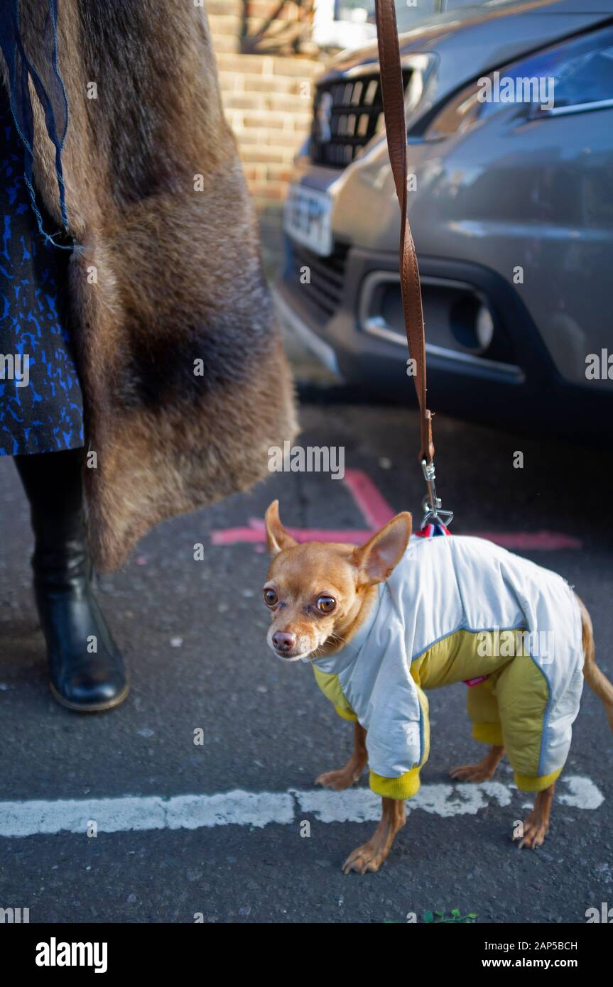 Ein sehr kleiner Hund in Brighton Stockfoto