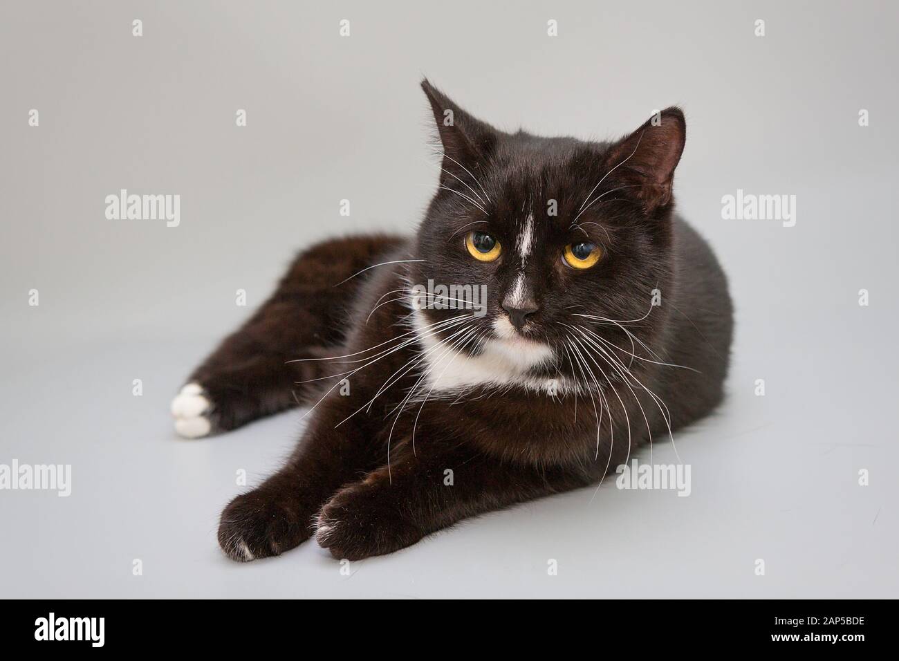 Schwarz-weiße Katze auf grauem Grund Stockfoto