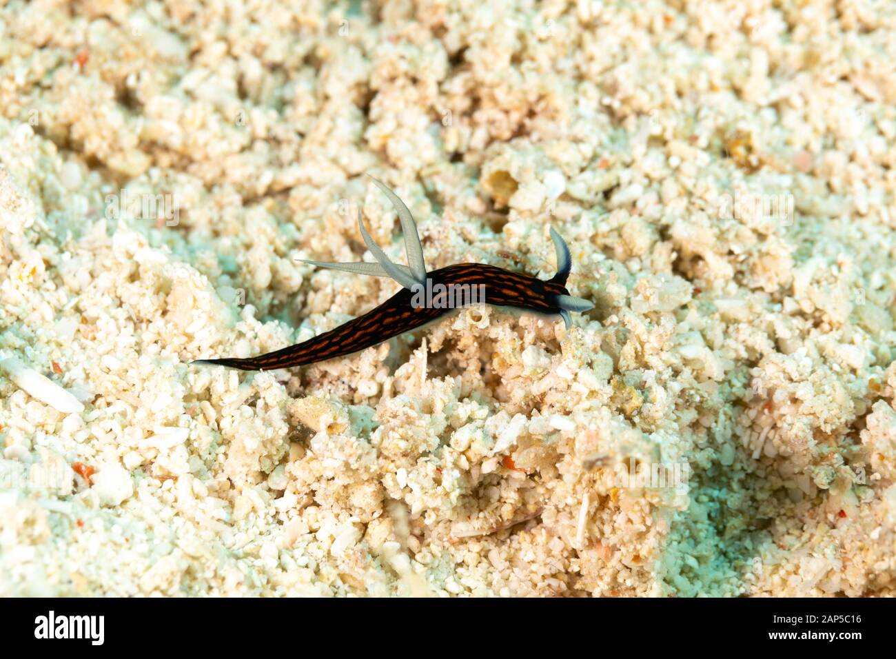 Die schönsten Unterwasser Schnecken des Indischen und Pazifischen Ozean Stockfoto