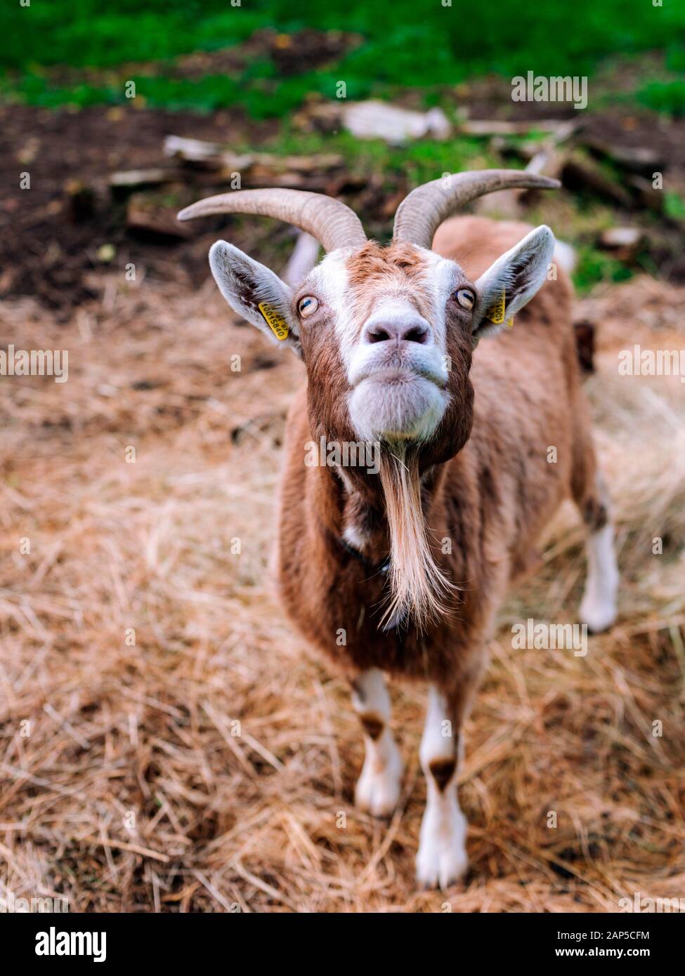 Ziege-Nahaufnahme Stockfoto