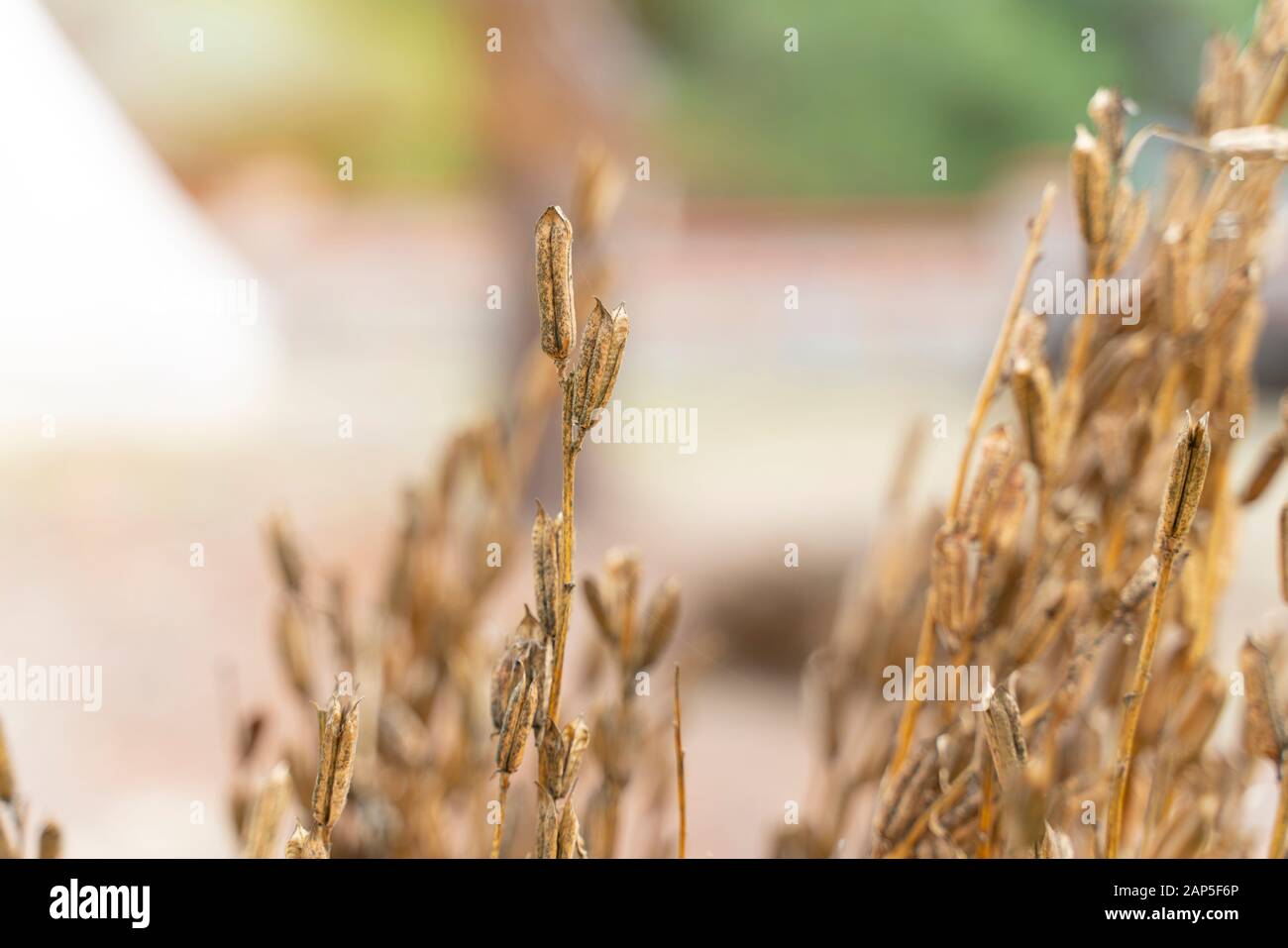 Sesam pflanze Fotos und Bildmaterial in hoher Auflösung Alamy