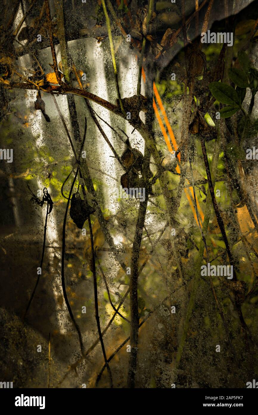 Meise, Belgien (Januar 2020): Schmutz und Schmutz an den Fenstern der Gewächshäuser im Botanischen Garten Meise bei Brüssel Stockfoto