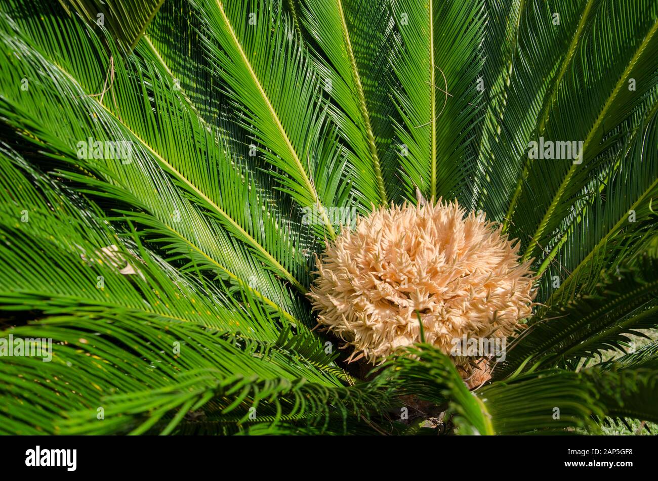 Weibliche Cycad Sago Palme, Cycas revoluta, auch bekannt als König Sago und japanische Sago Palme Stockfoto