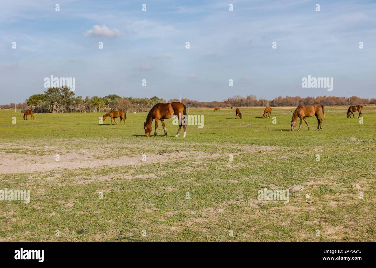 Pferde weideten um El Rocio, Nationalpark Doñana, Huelva, Spanien. Stockfoto